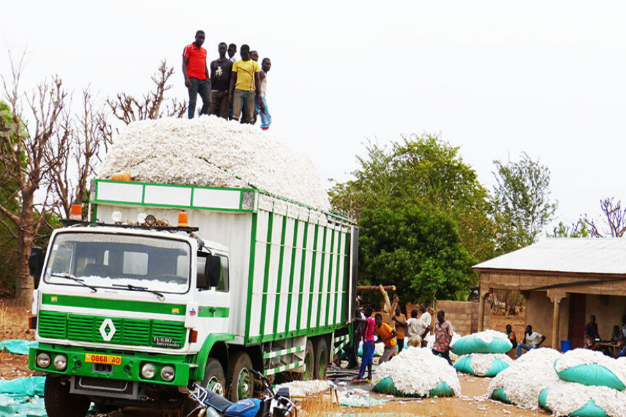 Agriculture : le Togo prévoit désormais transformer de façon totale son coton