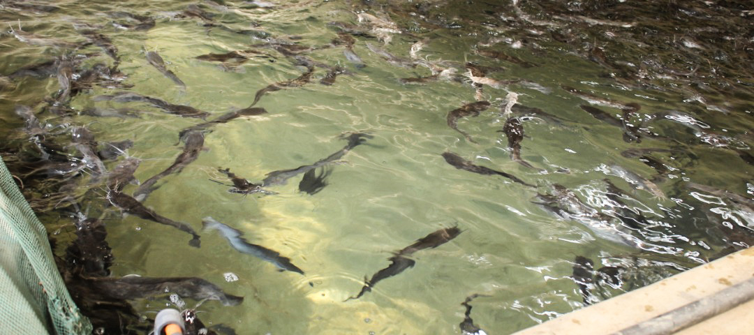 Togo/Kara : l’aquaculture, un métier à avenir prometteur grâce à AGRIPROMO