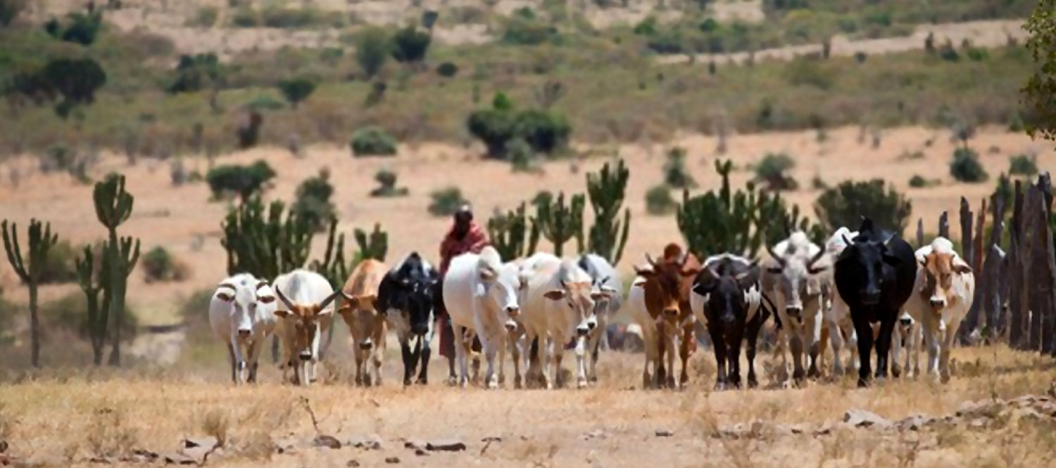 Agri/Togo : la transhumance transfrontalière au cœur des échanges au Forum National du Paysan Togolais.