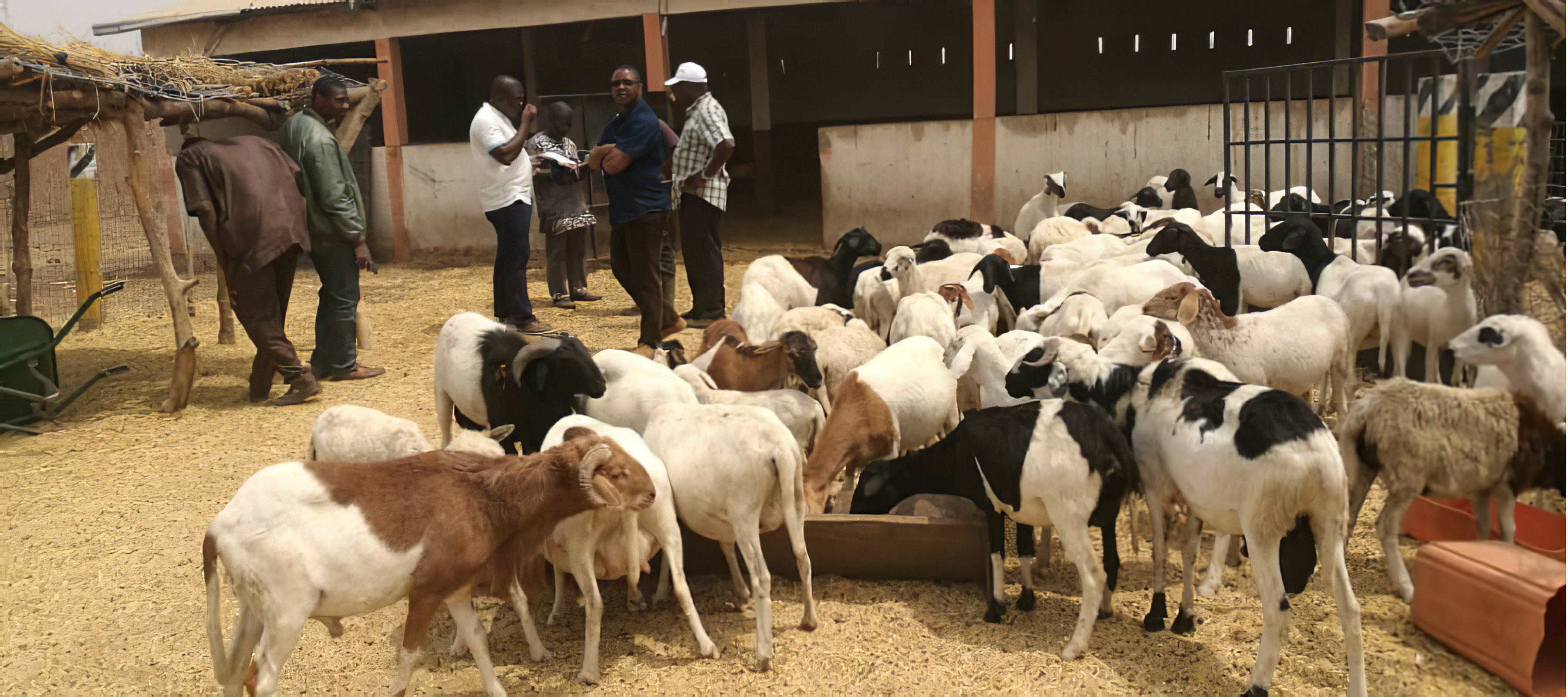 Agriculture : après 3 ans d’expérience, l’élevage commercial au Togo a porté de véritables fruits