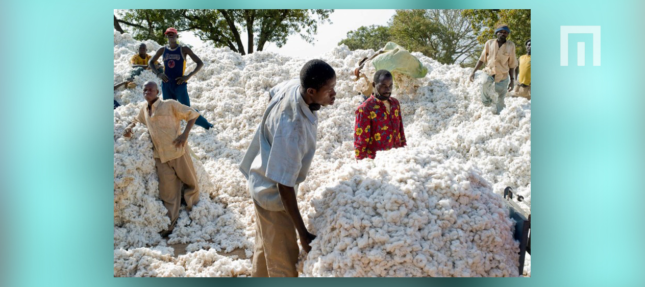 TOGO/Filière Coton : les acteurs veulent produire 150 000 tonnes pour la campagne 2020/2021.