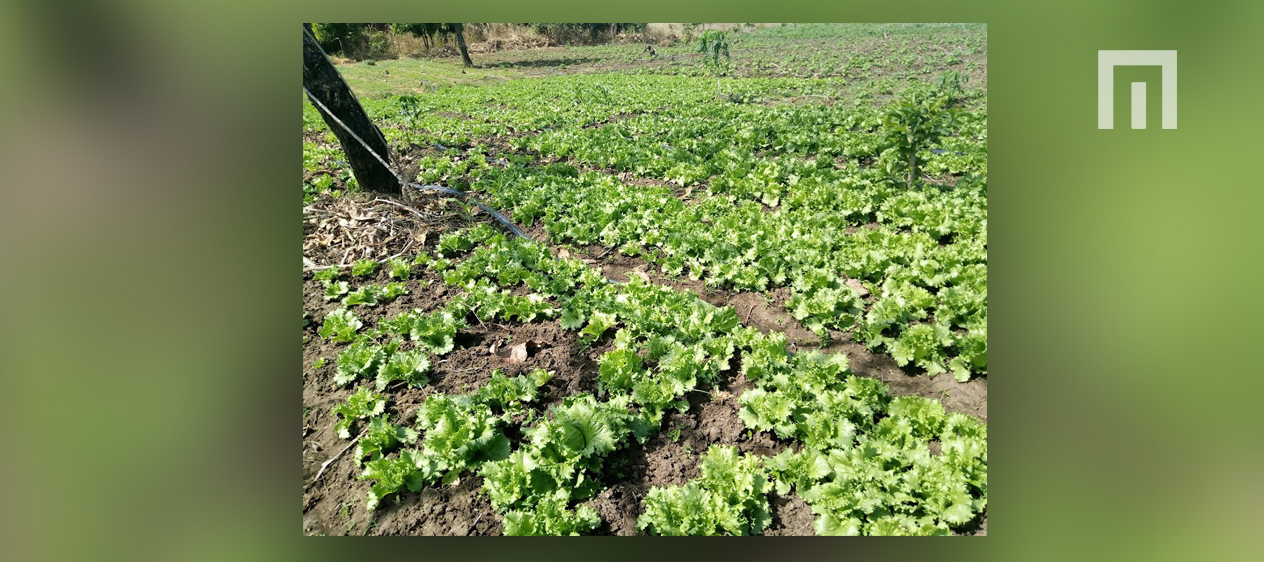 AGRICULTURE/TOGO - La ferme ASG-AGRI : un coin de paradis dédié à la culture maraîchère dans la Kozah